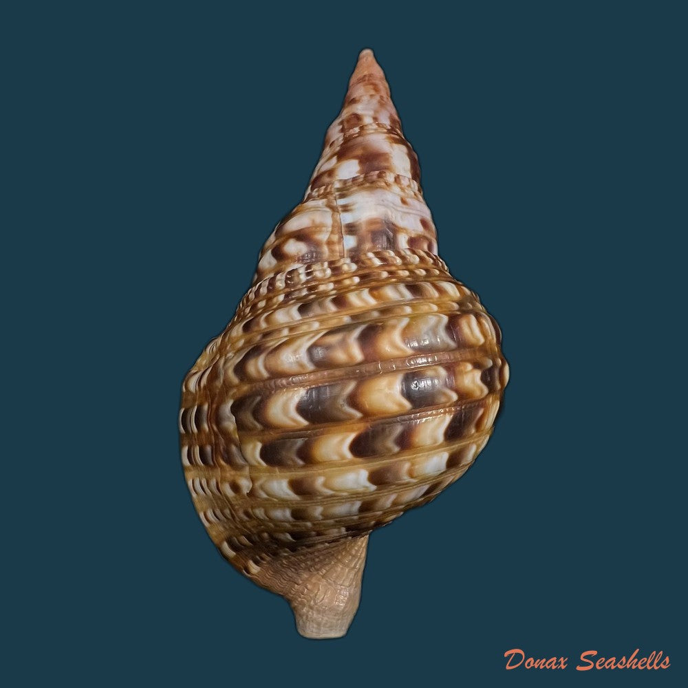 charonia-variegata-lamarck-1816-202-2mm-copia