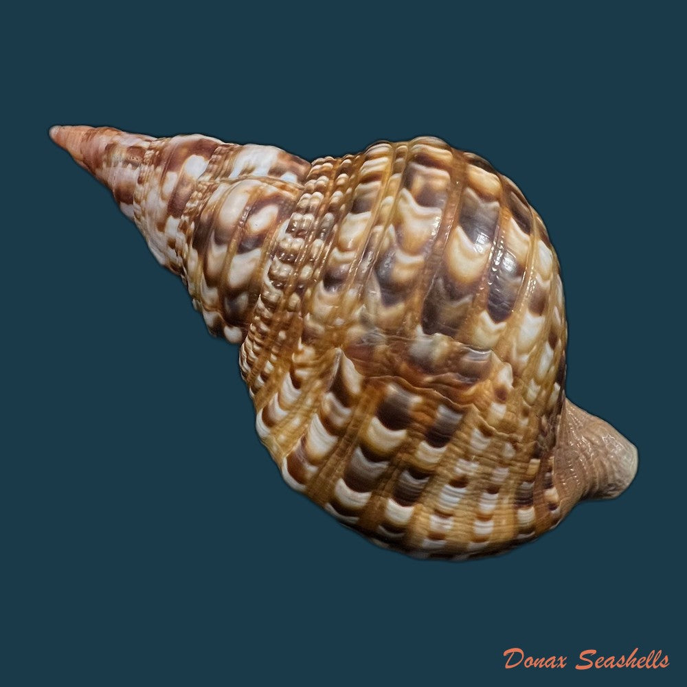 charonia-variegata-lamarck-1816-202-2mm-copia