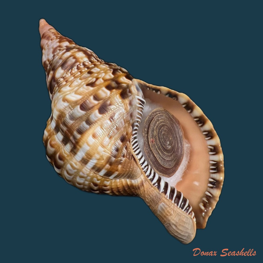 charonia-variegata-lamarck-1816-202-2mm-copia