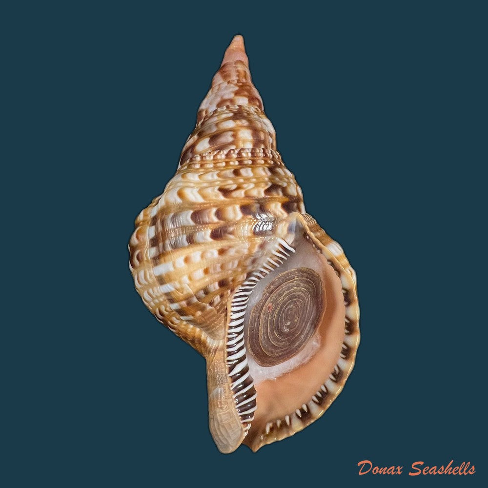 charonia-variegata-lamarck-1816-202-2mm-copia