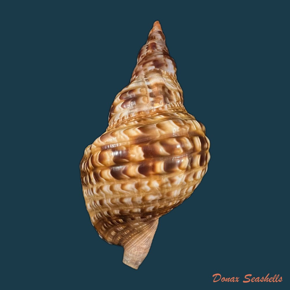 charonia-variegata-lamarck-1816-221-1mm-copia