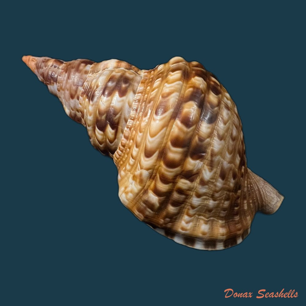 charonia-variegata-lamarck-1816-221-1mm-copia
