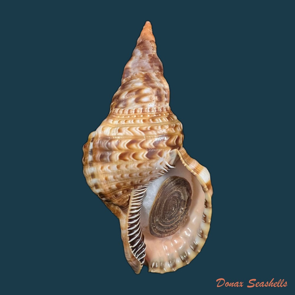 charonia-variegata-lamarck-1816-221-1mm-copia
