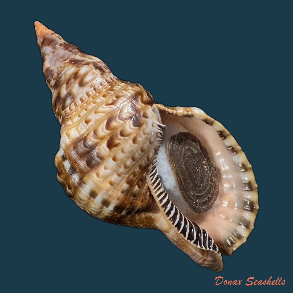charonia-variegata-lamarck-1816-221-1mm-copia
