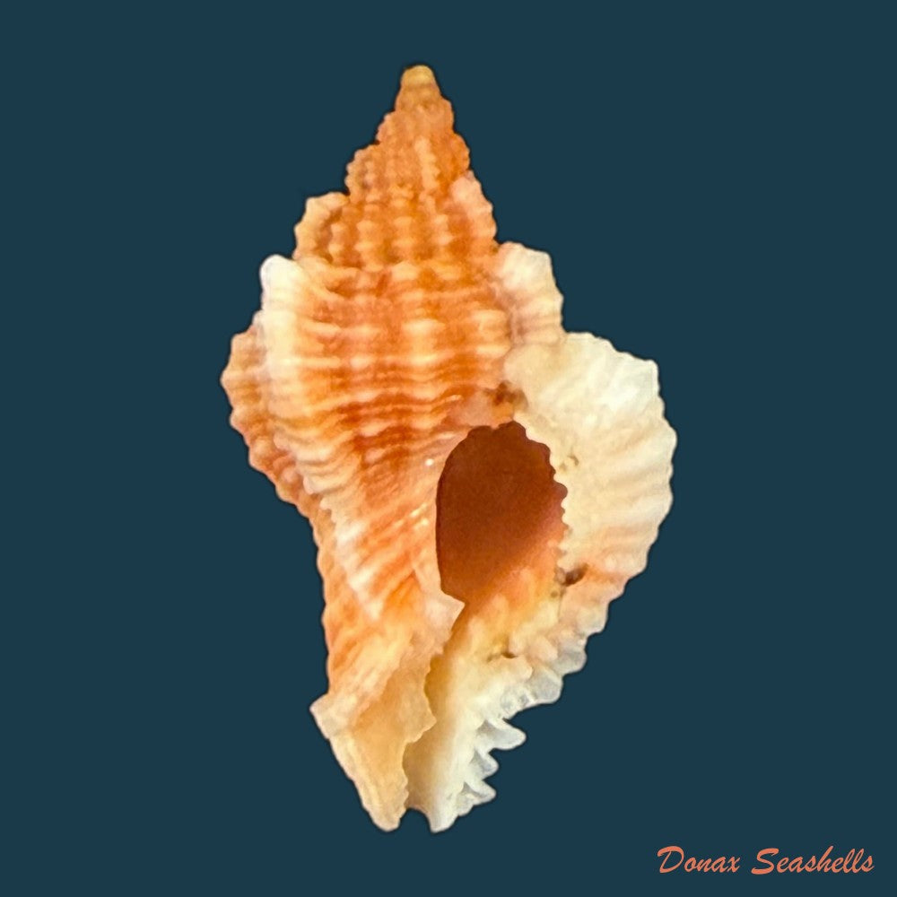 chicoreus-aff-briskasii-a-h-verrill-1953-27-2mm-copia