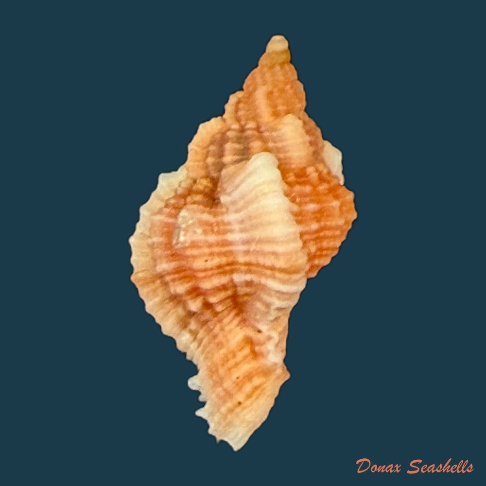 chicoreus-aff-briskasii-a-h-verrill-1953-27-2mm-copia