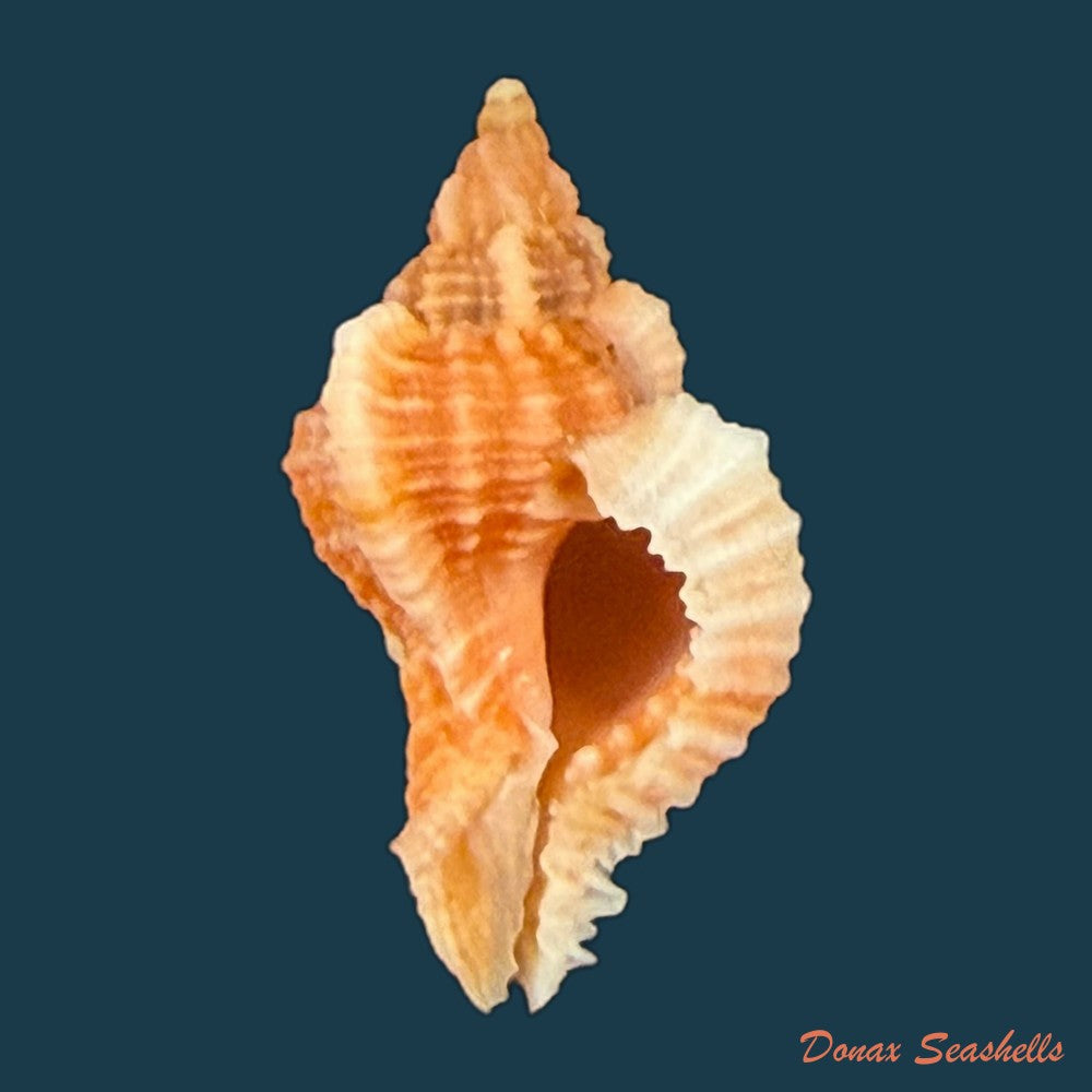chicoreus-aff-briskasii-a-h-verrill-1953-27-2mm-copia