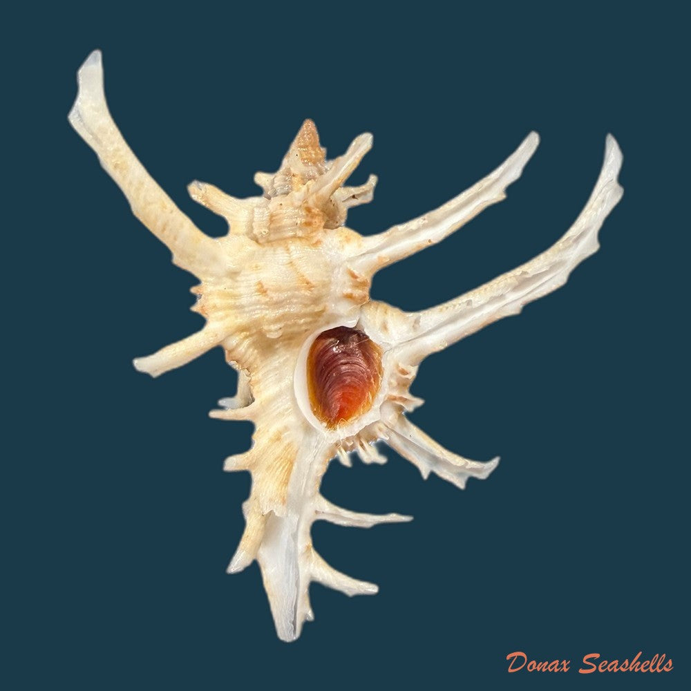 chicoreus-axicornis-lamarck-1822-51-2mm-copia
