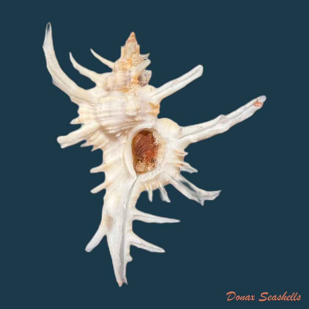 chicoreus-axicornis-lamarck-1822-53-6mm-copia