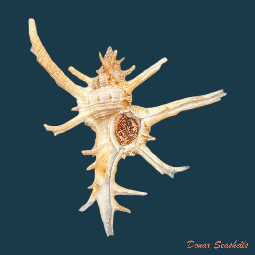 chicoreus-axicornis-lamarck-1822-55-1mm-copia