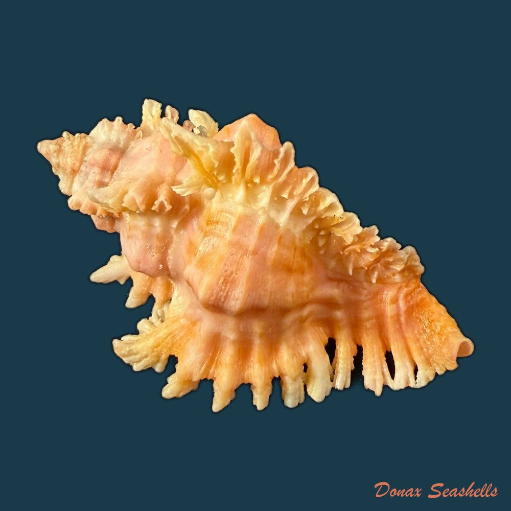chicoreus-banksii-g-b-sowerby-ii-1841-61-1mm-copia-1