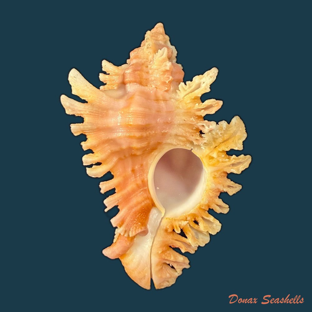 chicoreus-banksii-g-b-sowerby-ii-1841-61-1mm-copia-1