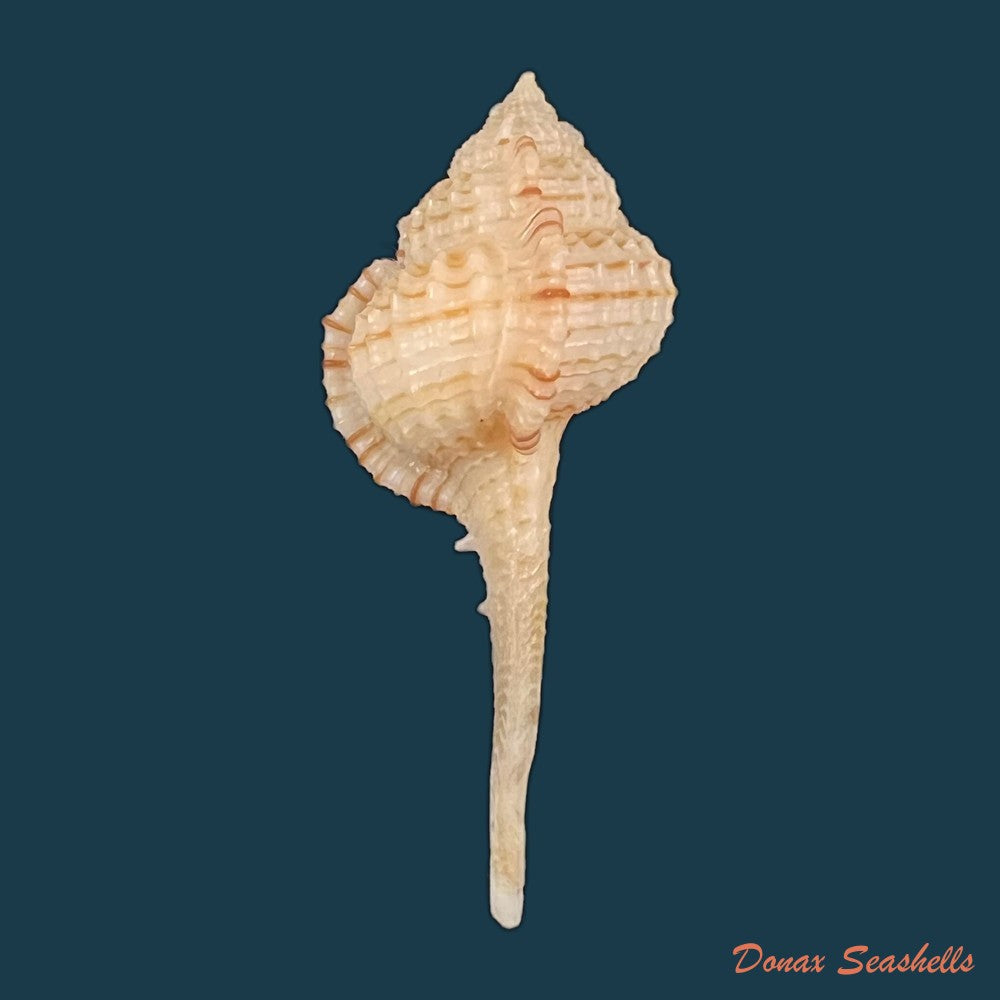 chicoreus-bullisi-e-h-vokes-1974-33-7mm-copia-1