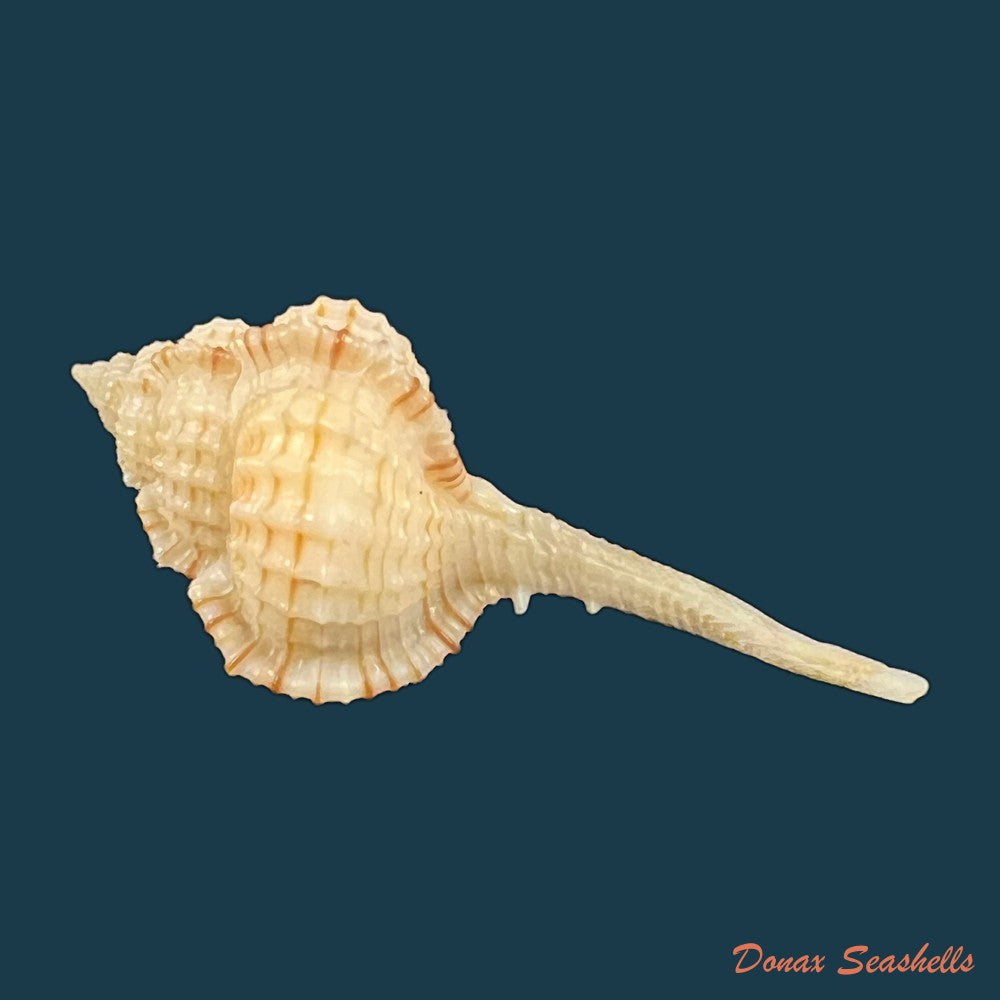 chicoreus-bullisi-e-h-vokes-1974-33-7mm-copia-1
