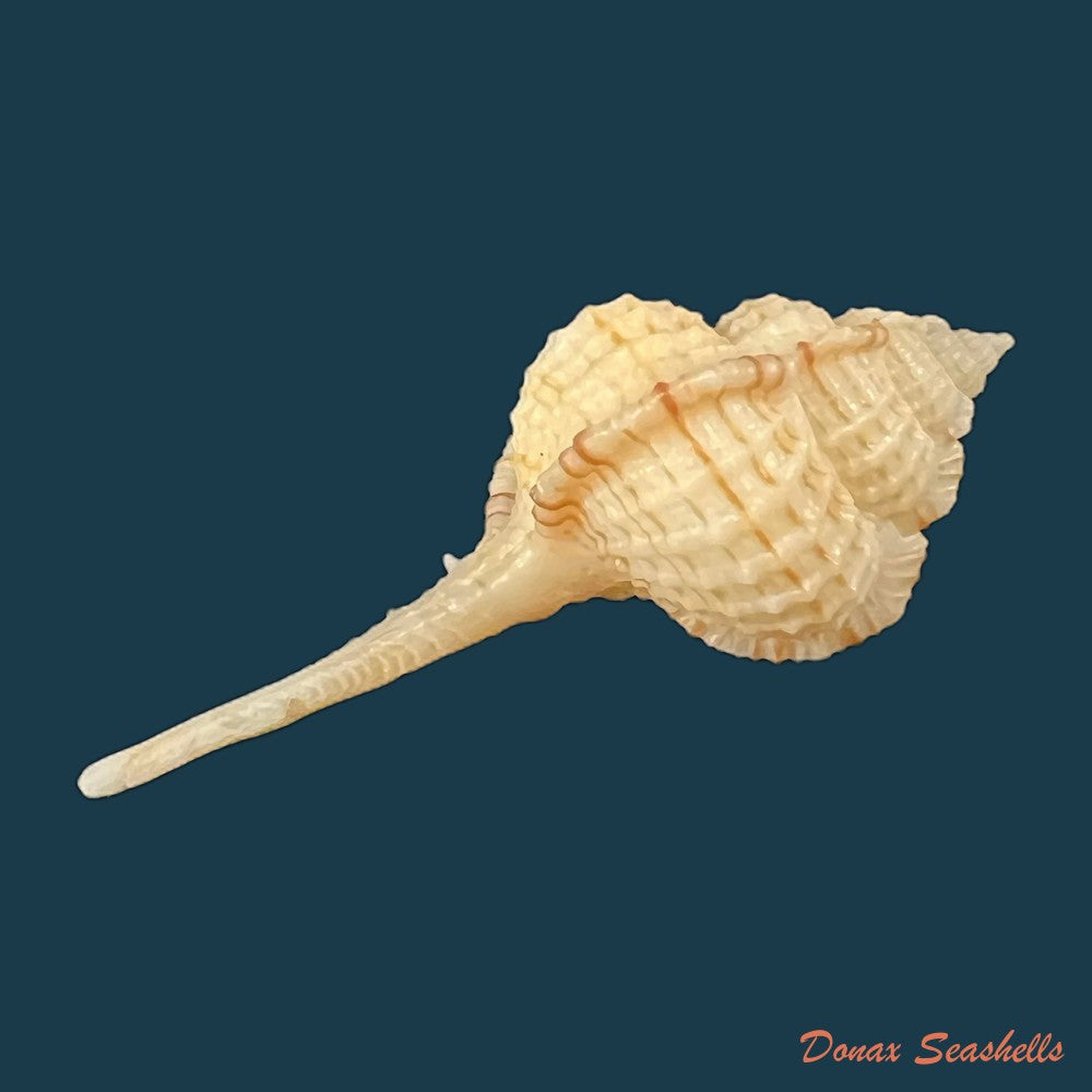 chicoreus-bullisi-e-h-vokes-1974-33-7mm-copia-1