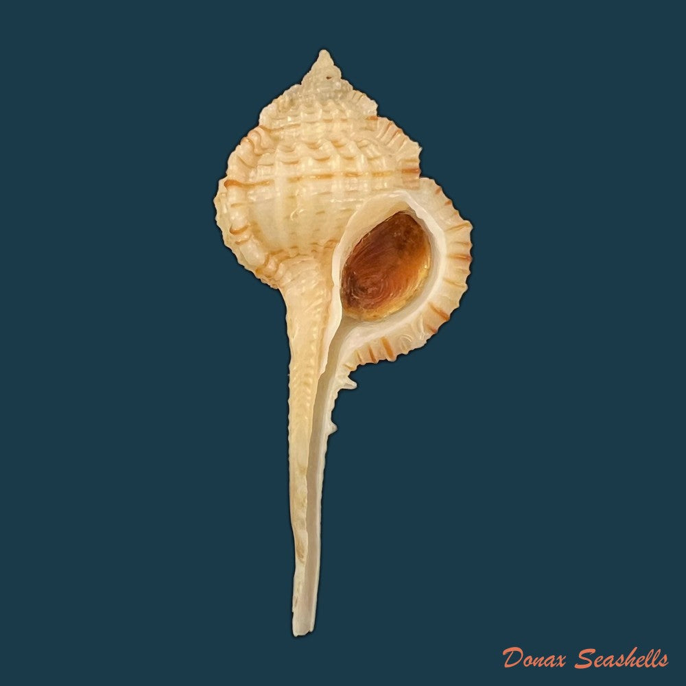 chicoreus-bullisi-e-h-vokes-1974-33-7mm-copia-1