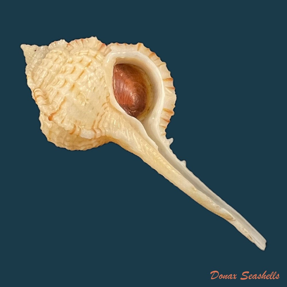chicoreus-bullisi-e-h-vokes-1974-33-7mm-copia-1