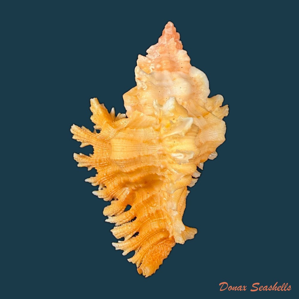 chicoreus-emilyae-petuch-1987-68-5mm-copia-1