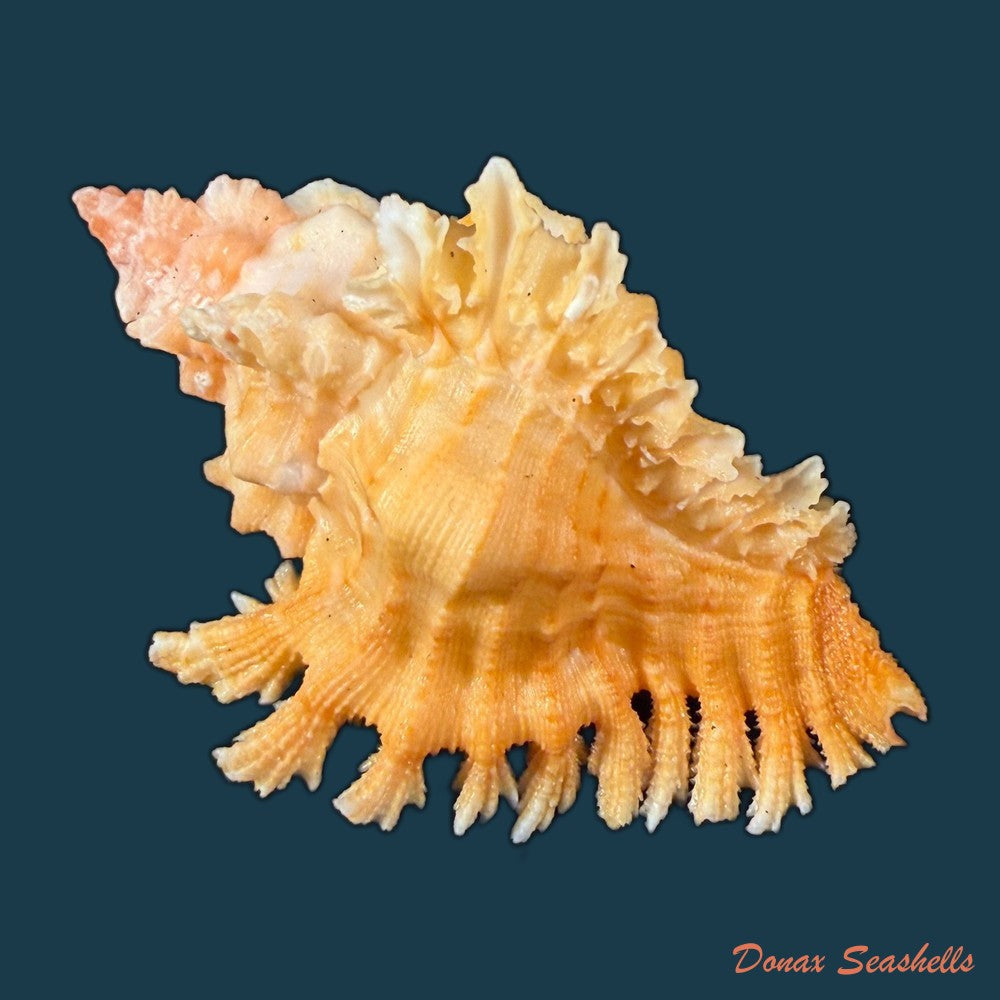 chicoreus-emilyae-petuch-1987-68-5mm-copia-1