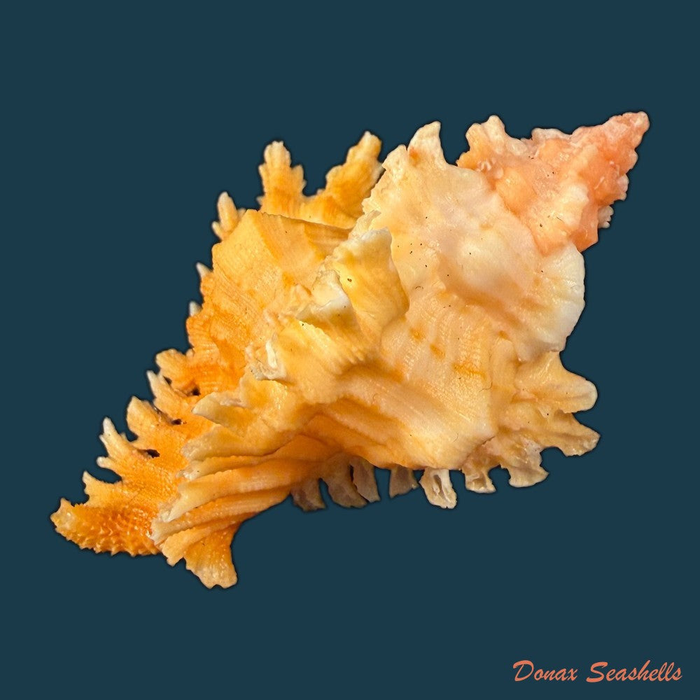 chicoreus-emilyae-petuch-1987-68-5mm-copia-1
