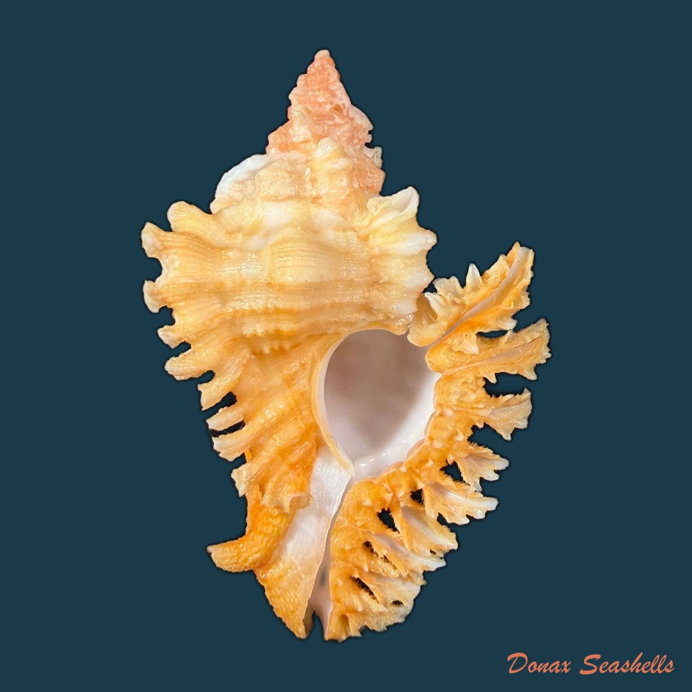 chicoreus-emilyae-petuch-1987-68-5mm-copia-1