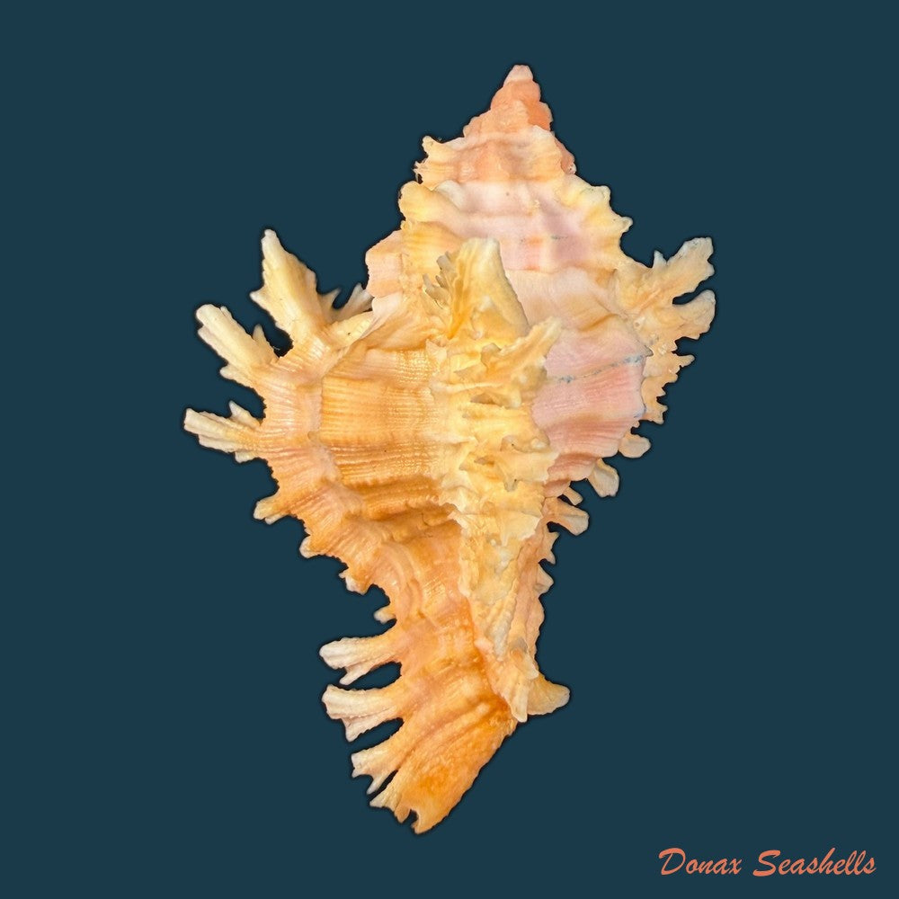 chicoreus-emilyae-petuch-1987-68-5mm-copia