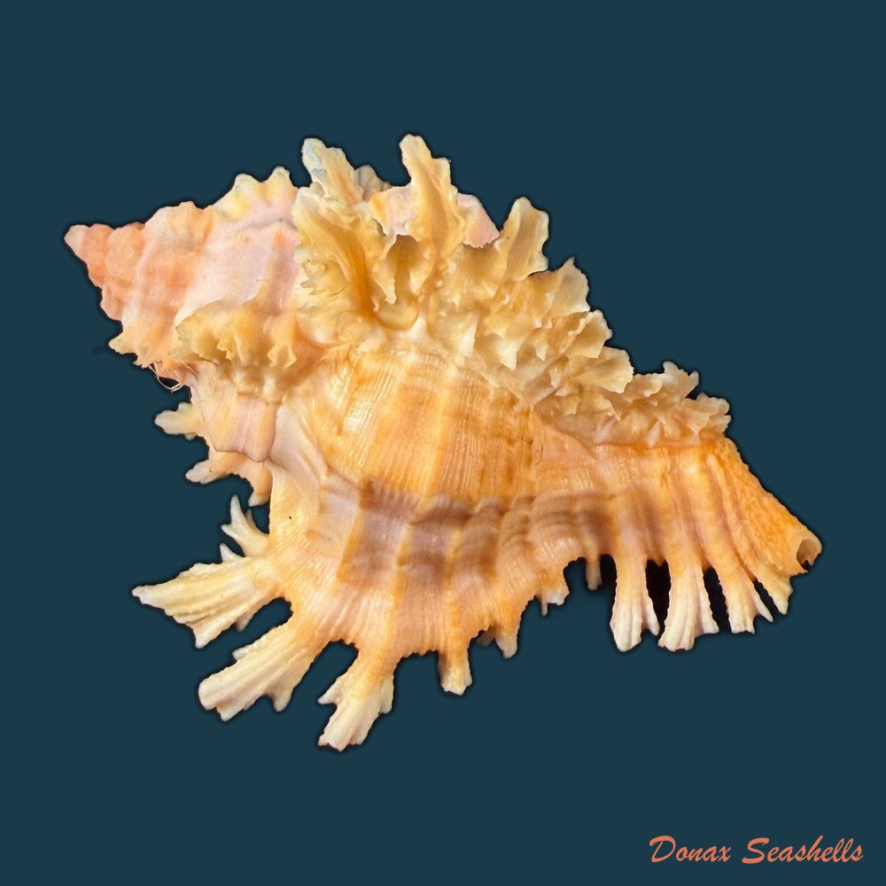 chicoreus-emilyae-petuch-1987-68-5mm-copia