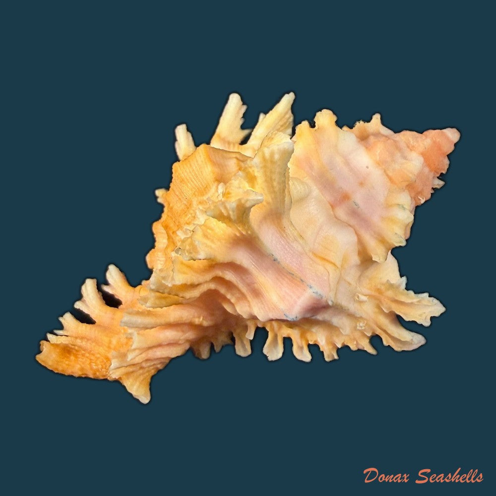 chicoreus-emilyae-petuch-1987-68-5mm-copia