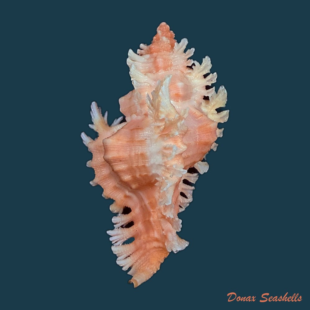 chicoreus-emilyae-petuch-1987-68mm-copia