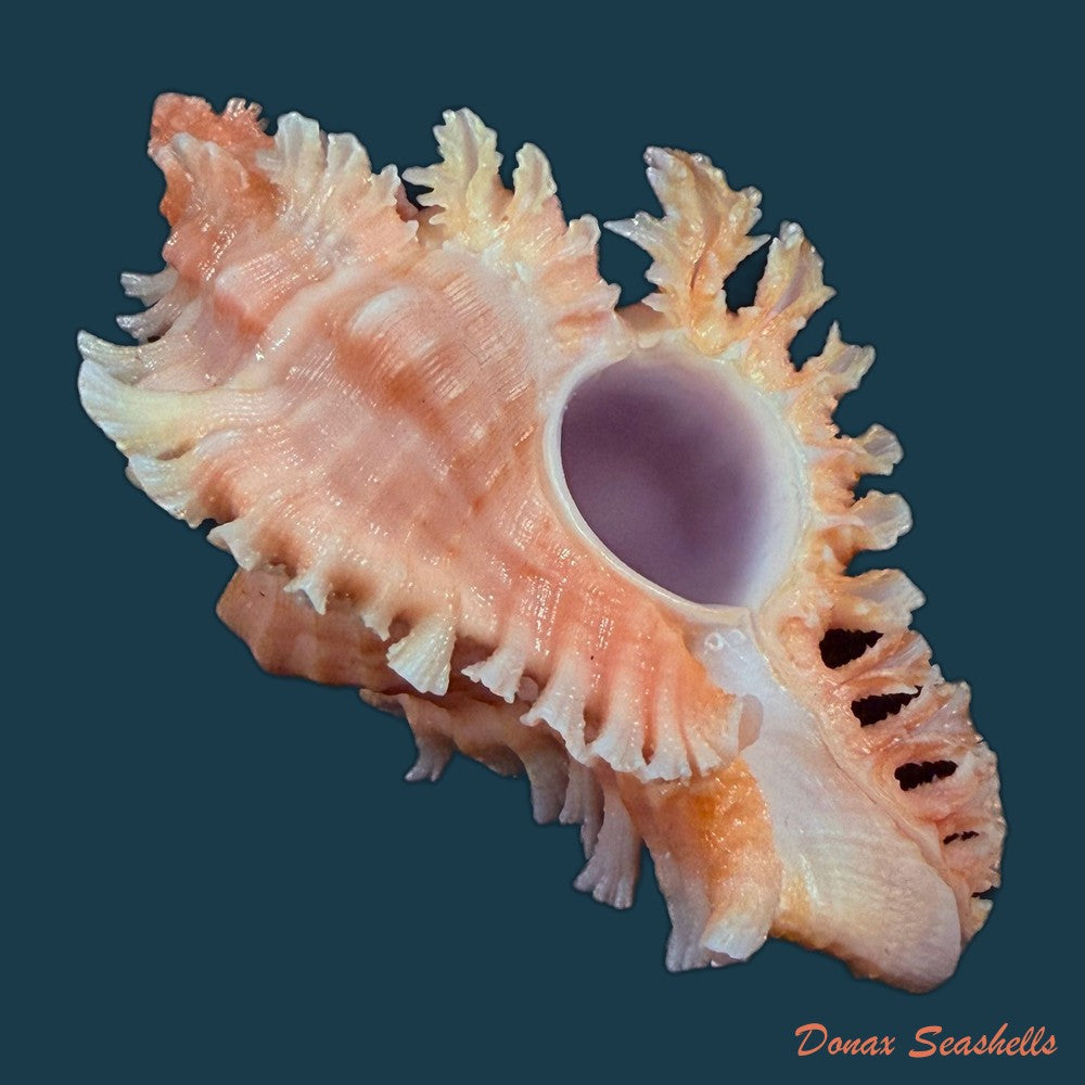 chicoreus-emilyae-petuch-1987-68mm-copia