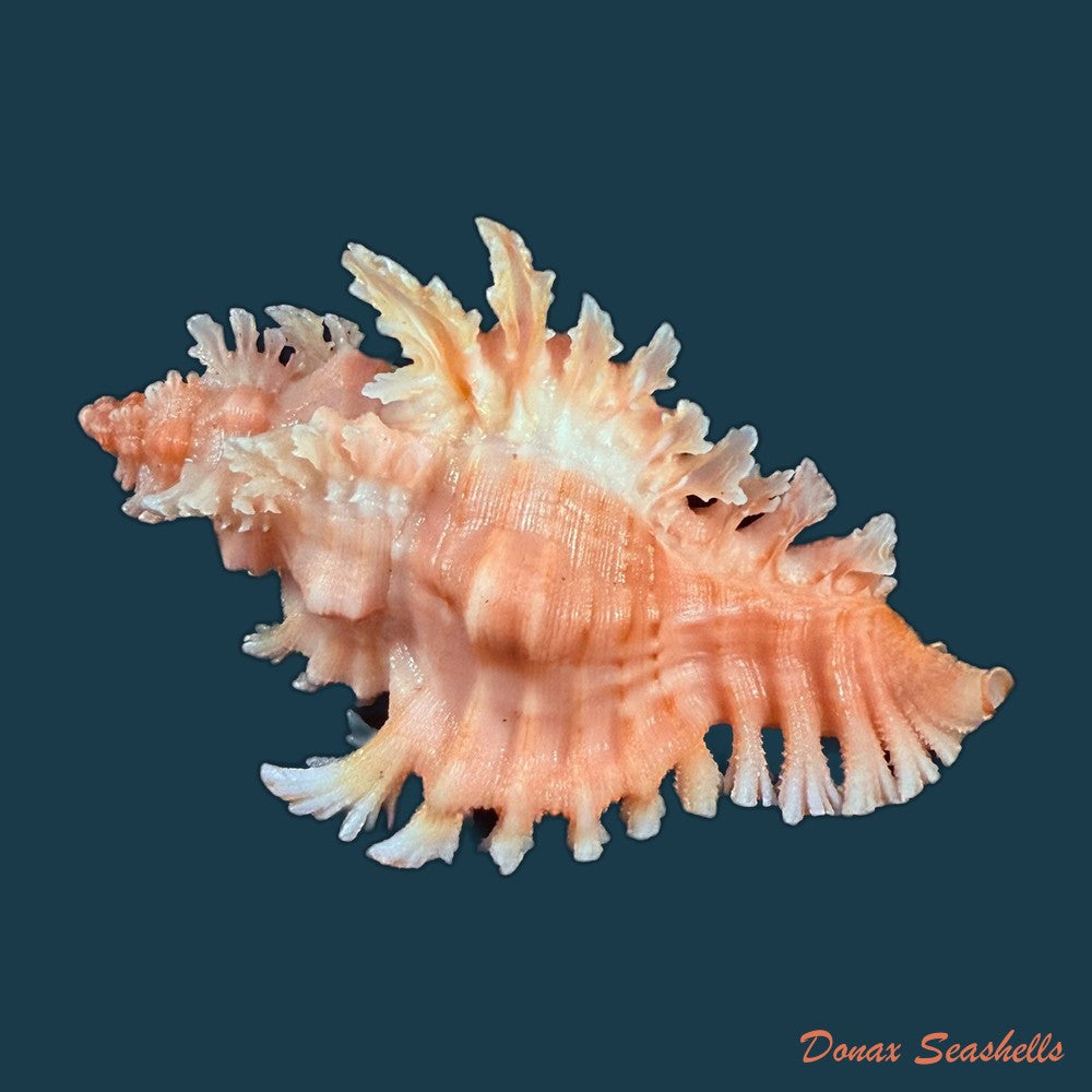 chicoreus-emilyae-petuch-1987-68mm-copia
