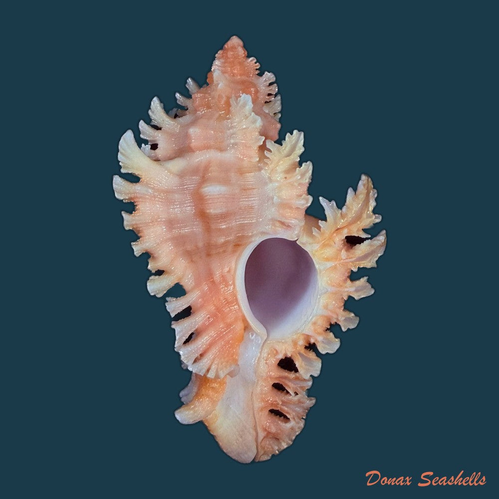 chicoreus-emilyae-petuch-1987-68mm-copia