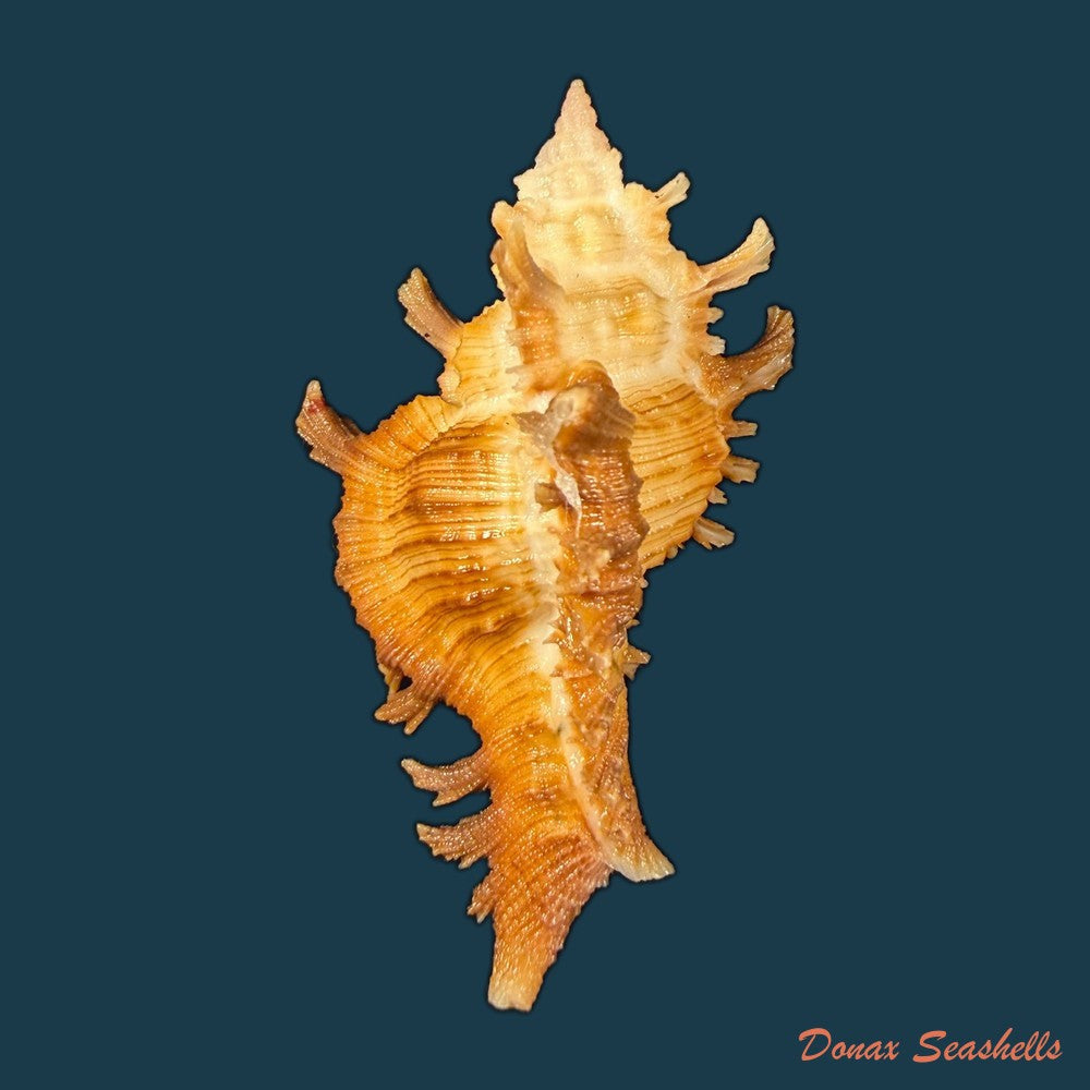 chicoreus-hilli-petuch-1990-27-5mm-copia