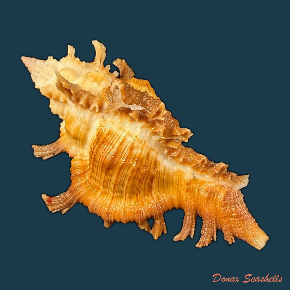 chicoreus-hilli-petuch-1990-27-5mm-copia
