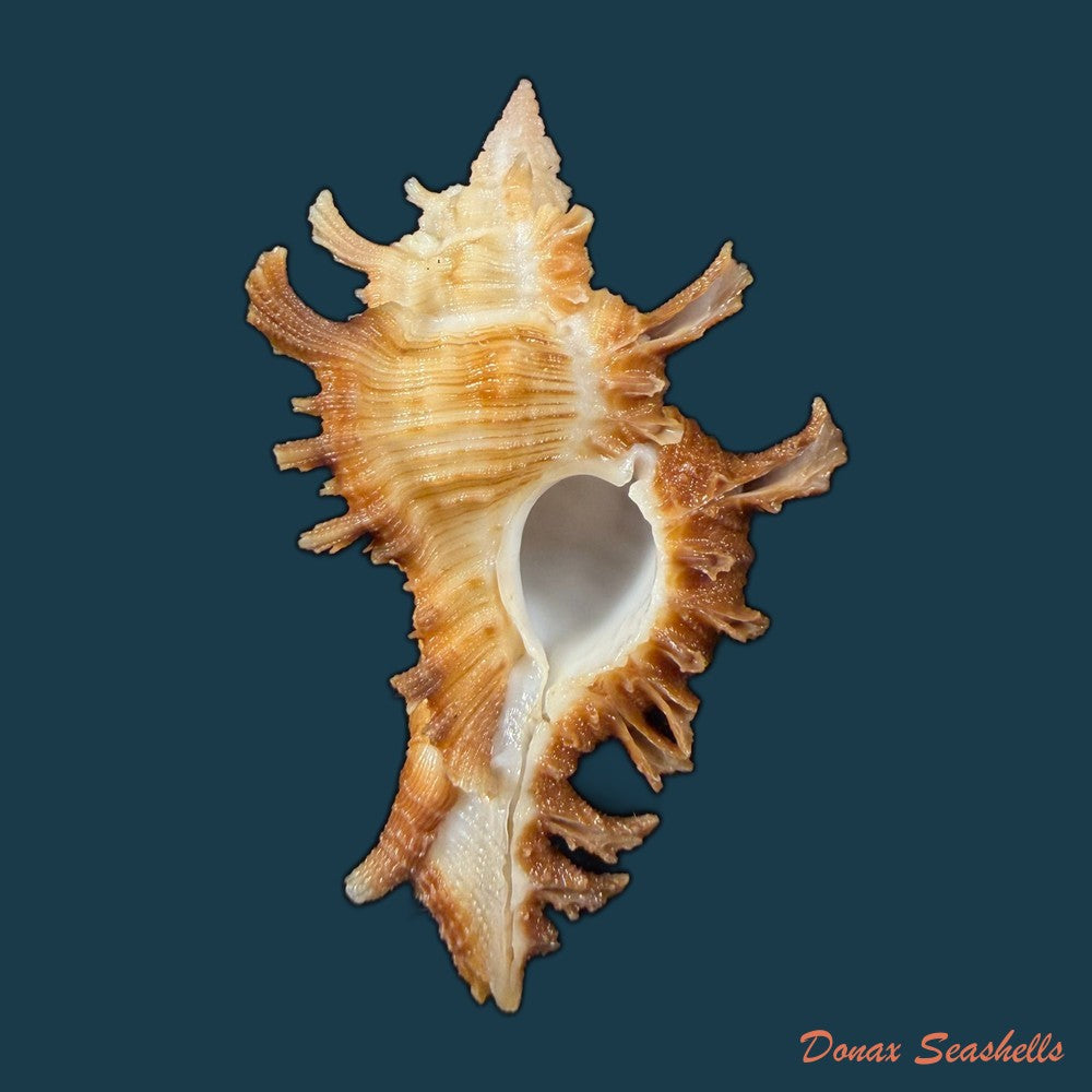 chicoreus-hilli-petuch-1990-27-5mm-copia