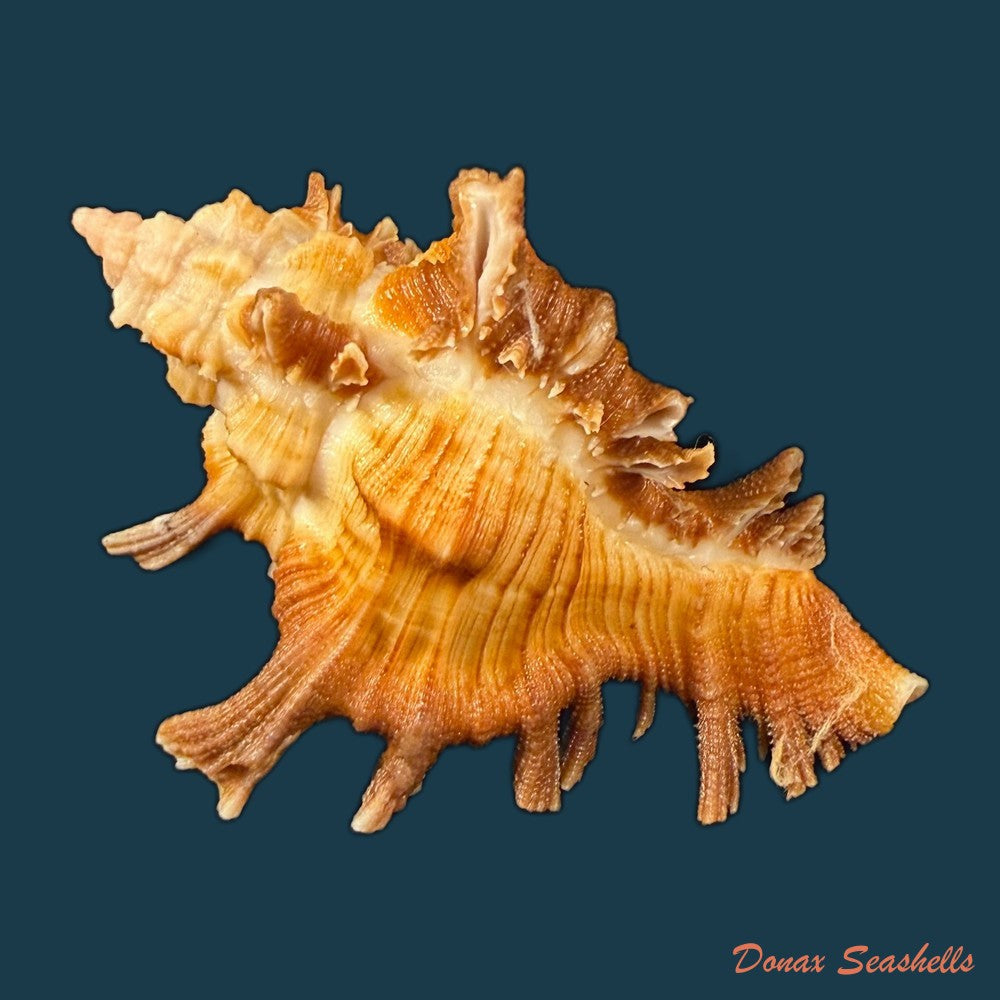 chicoreus-hilli-petuch-1990-57-7mm-copia