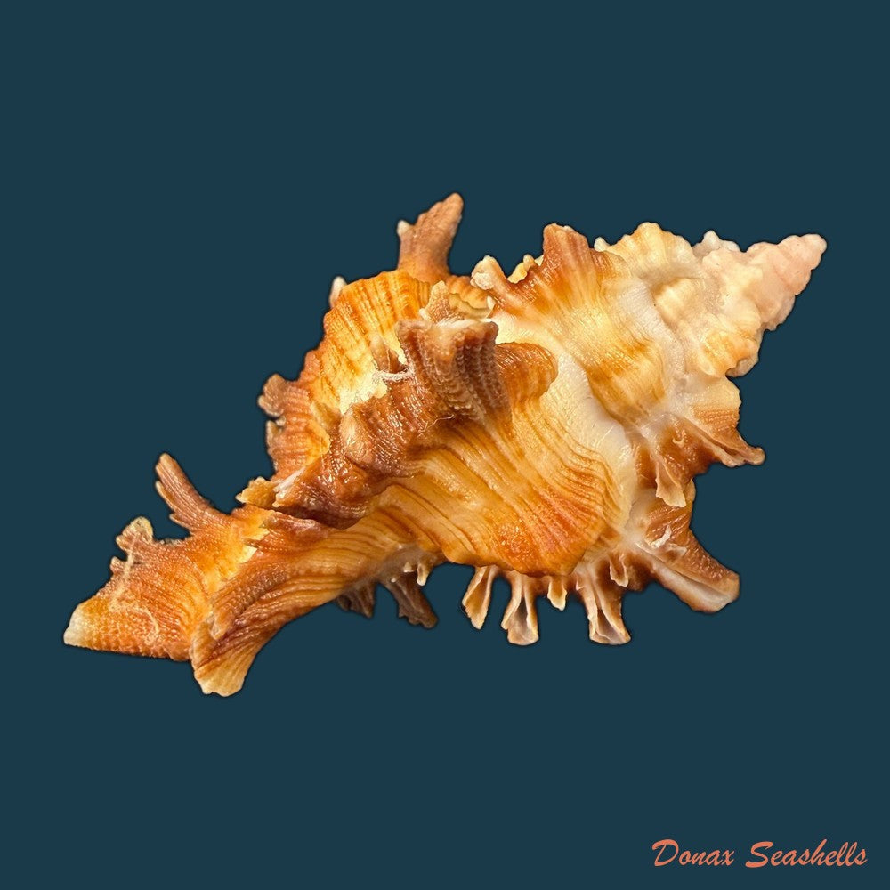 chicoreus-hilli-petuch-1990-57-7mm-copia