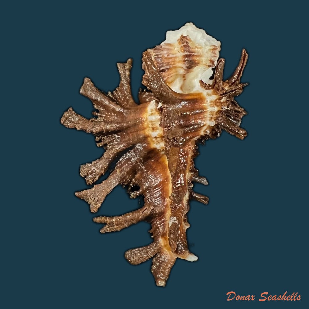 chicoreus-palmarosae-lamarck-1822-105-1mm-copia