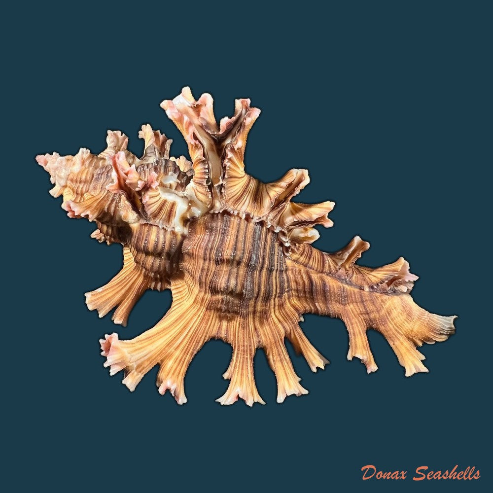 chicoreus-palmarosae-lamarck-1822-97-2mm-copia-1