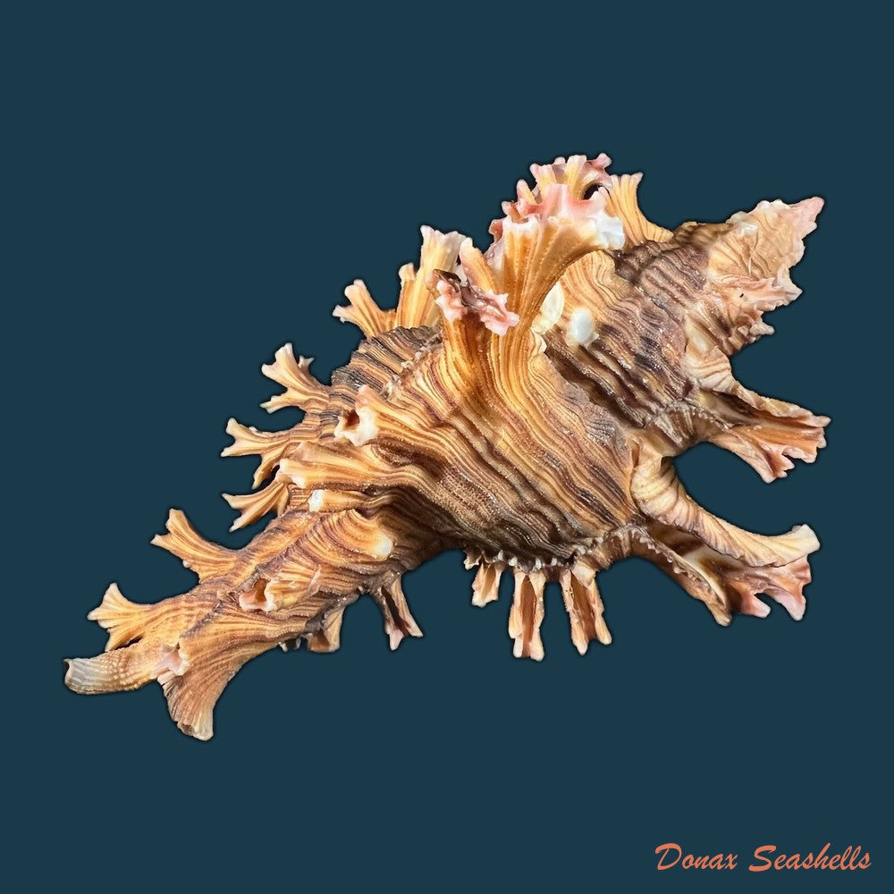 chicoreus-palmarosae-lamarck-1822-97-2mm-copia-1
