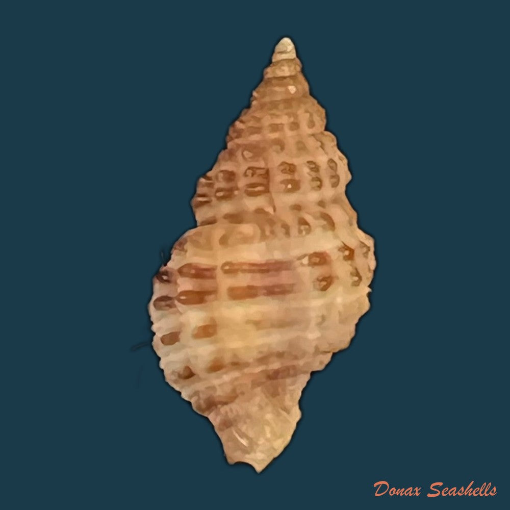 chicoreus-palmarosae-lamarck-1822-97-2mm-copia
