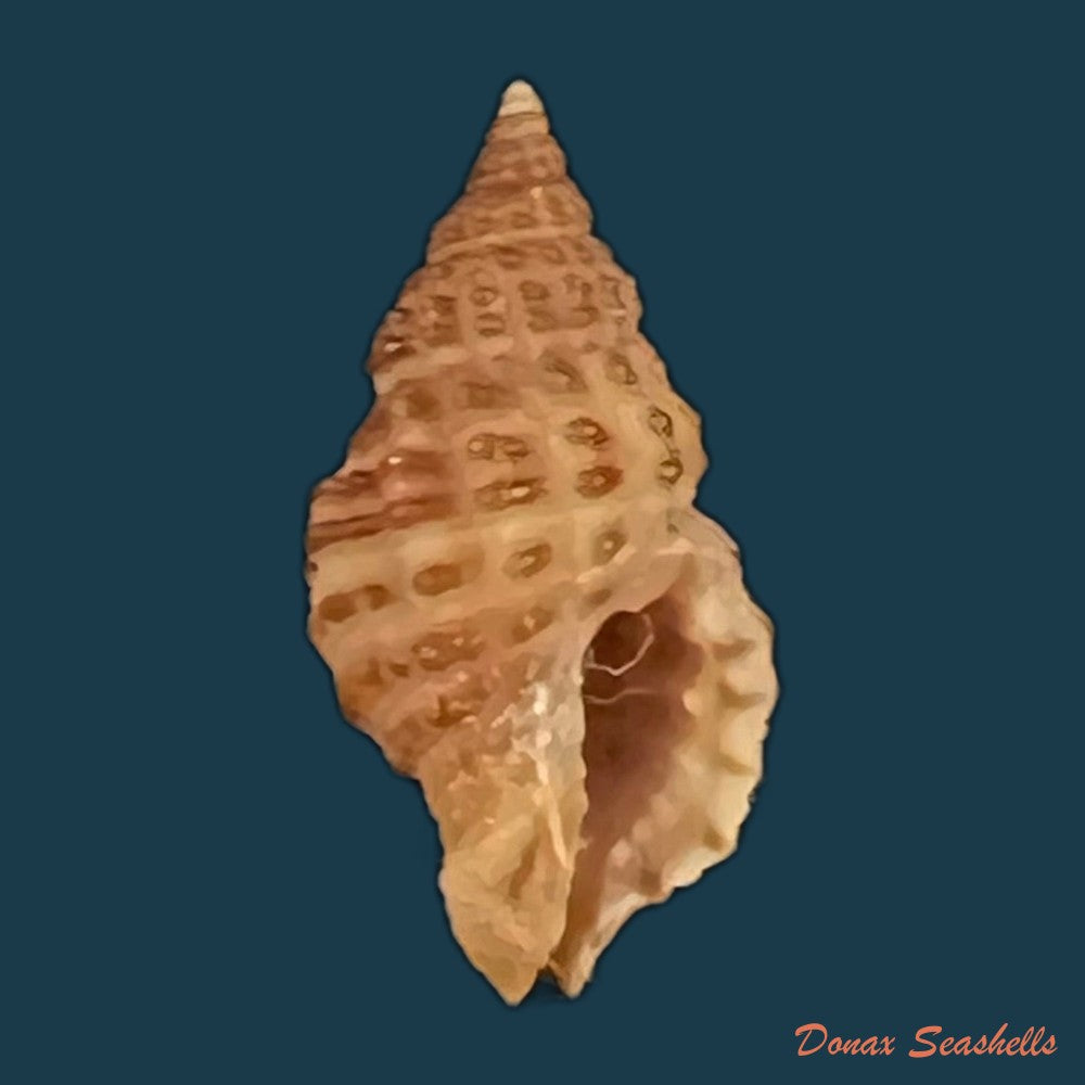 chicoreus-palmarosae-lamarck-1822-97-2mm-copia