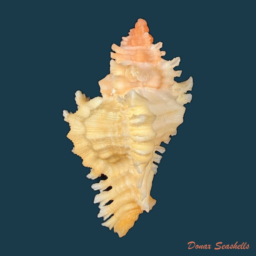 chicoreus-rachelcarsonae-petuch-1987-52-1mm-copia