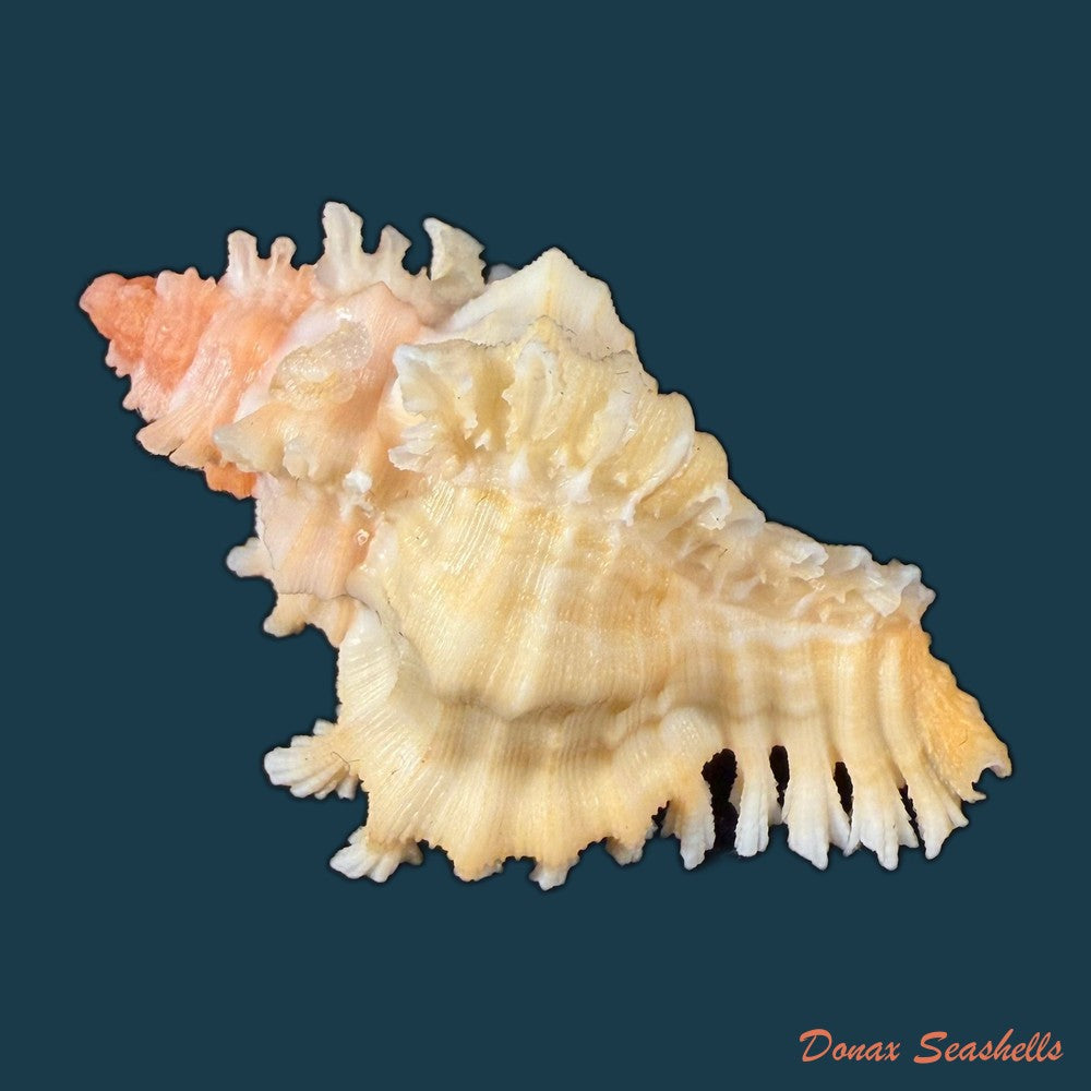 chicoreus-rachelcarsonae-petuch-1987-52-1mm-copia