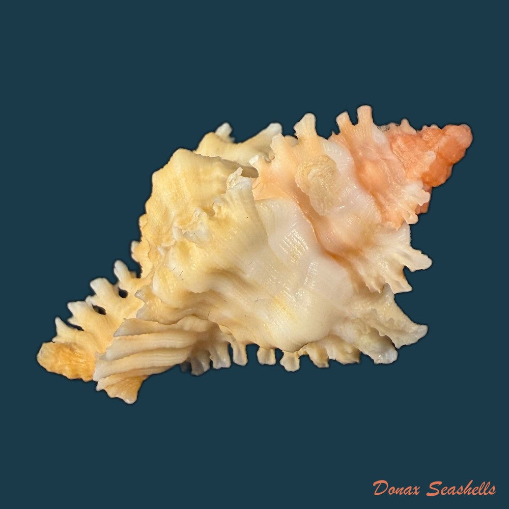 chicoreus-rachelcarsonae-petuch-1987-52-1mm-copia
