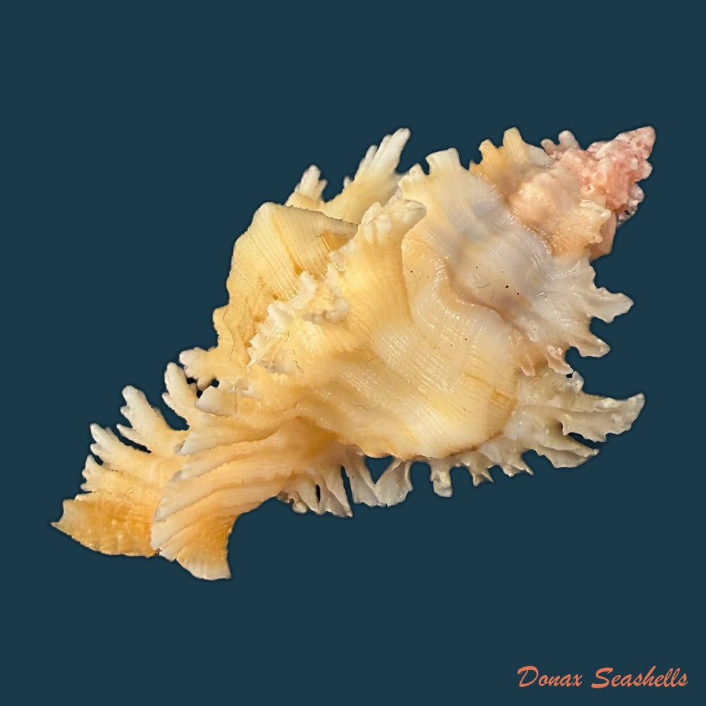 chicoreus-rachelcarsonae-petuch-1987-61-6mm-copia