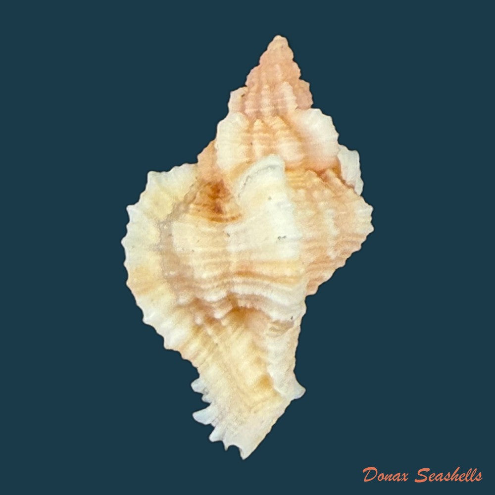 chicoreus-sp-19mm-copia