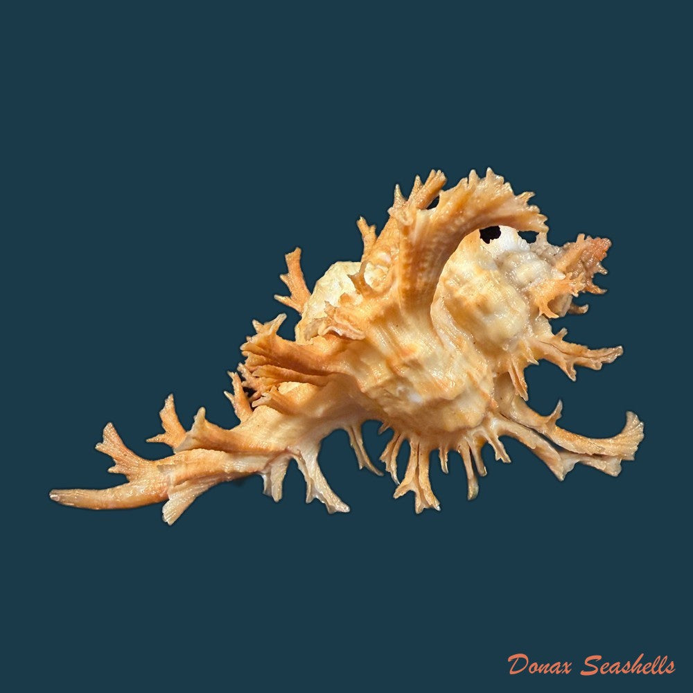 chicoreus-spectrum-reeve-1846-128-6mm-copia