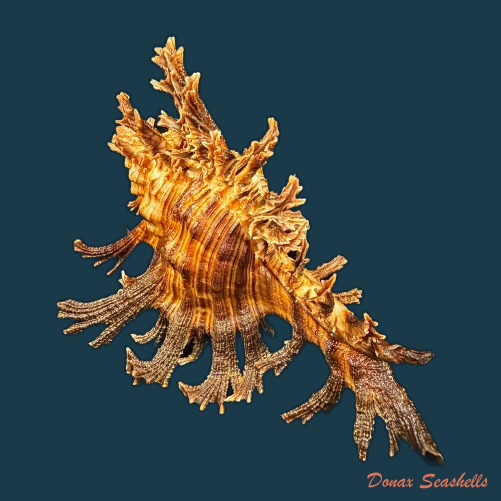 chicoreus-spectrum-reeve-1846-128-9mm-copia-1