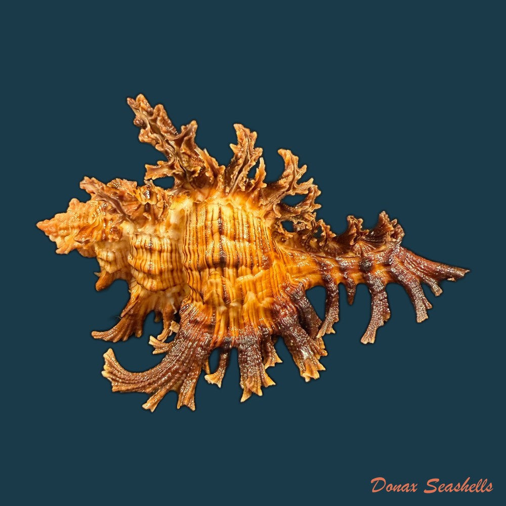 chicoreus-spectrum-reeve-1846-75-3mm-copia